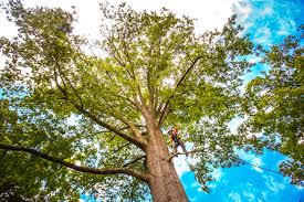 Best Tree Preservation Services  in Arthurtown, SC