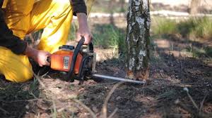 Best Tree Preservation Services  in Arthurtown, SC